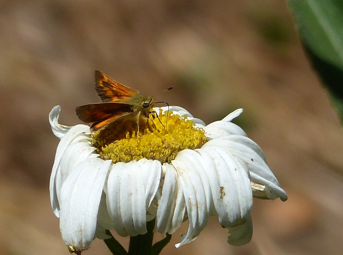 woodland skipper