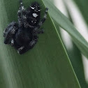 Bold Jumping Spider