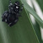 Bold Jumping Spider