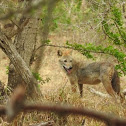 Ceylon Jackal