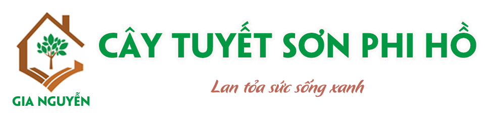 Cây Tuyết Sơn Phi Hồ