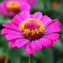 Pink Flower HD Wallpaper New Tab