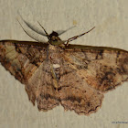 moth