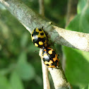 Leaf Beetle