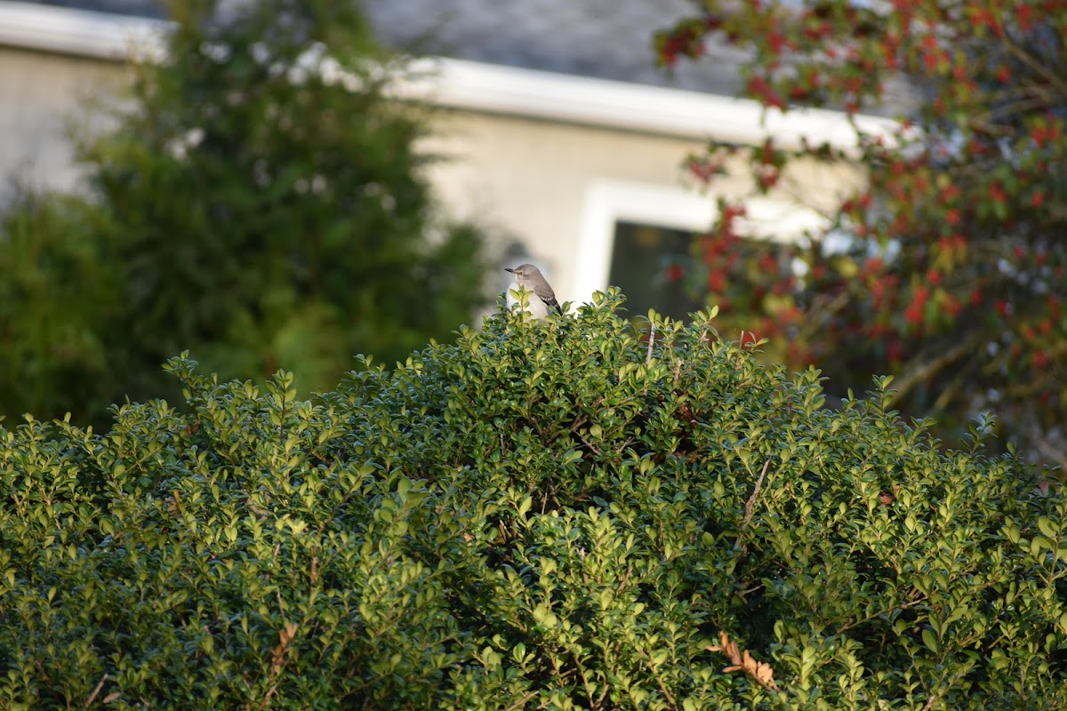 Northern Mockingbird