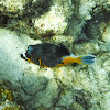 Blackspotted Puffer
