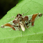 Syngamilyta apicolor Moth