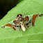 Syngamilyta apicolor Moth