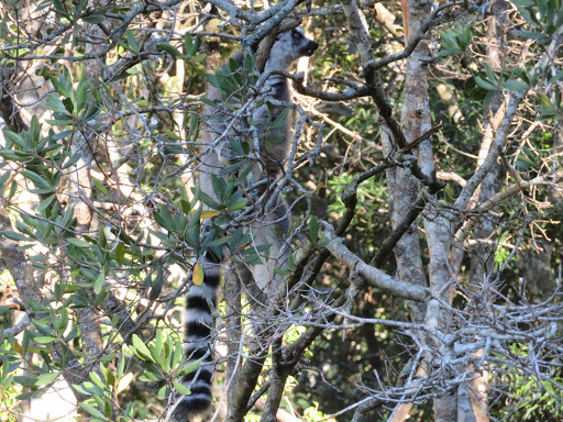 Monkeying Around in South Africa 2017