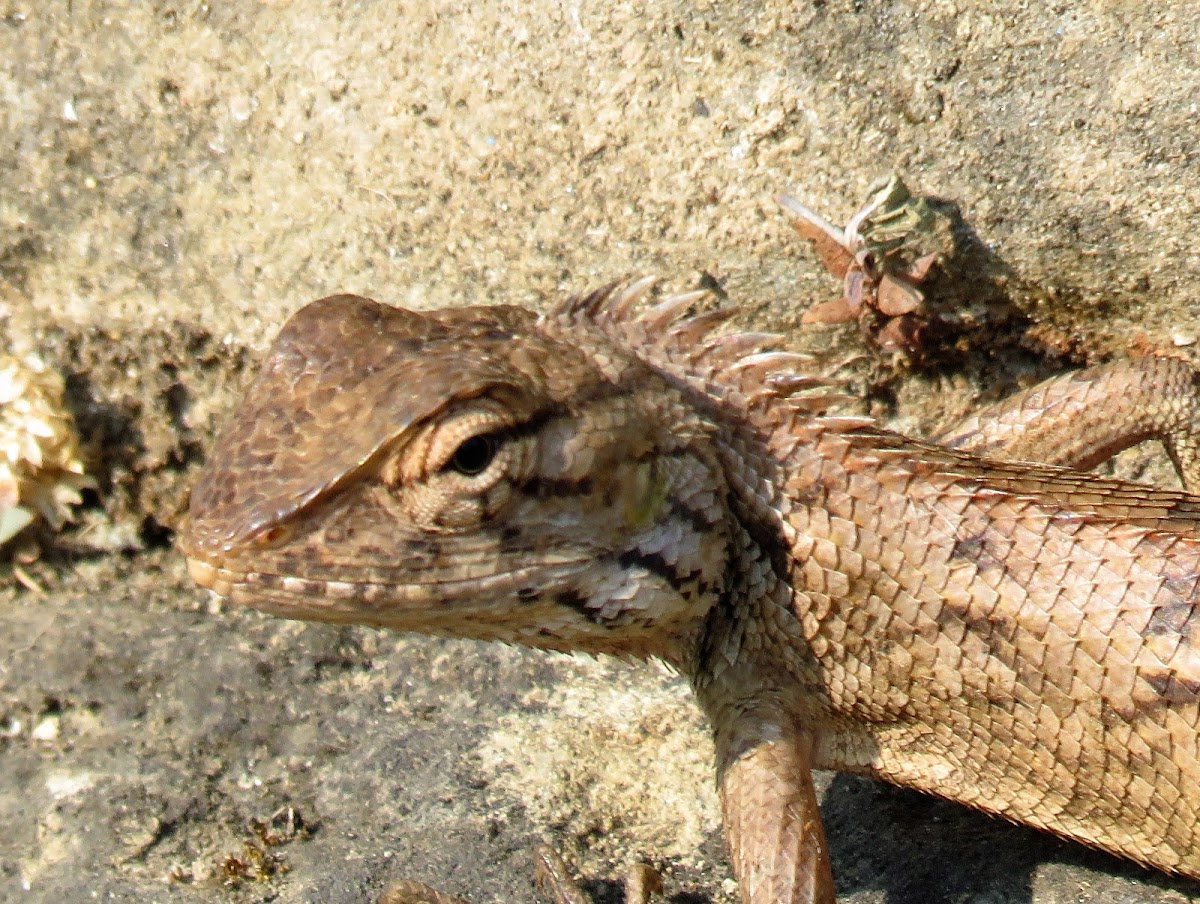 Oriental Garden Lizard