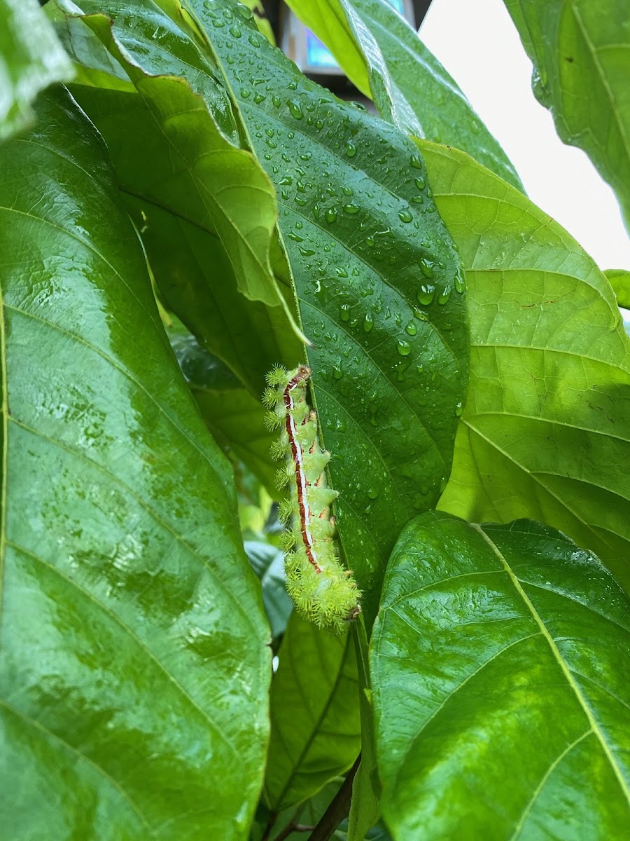 Io Moth