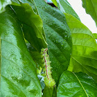 Io Moth