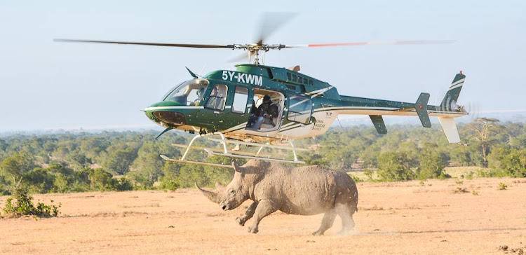 Kenya Wildlife Service chopper gives chase to a white rhino for darting by Veterinary. This is done to mobilize the animal for easy capture during the ear notching exercises at Ol Pejeta conservancy.