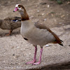 Egyptian Goose