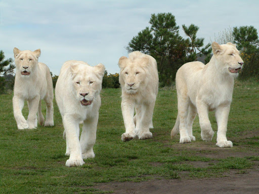 White Lion Live Wallpaper