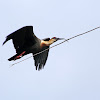 Curicaca (Buff-necked Ibis)