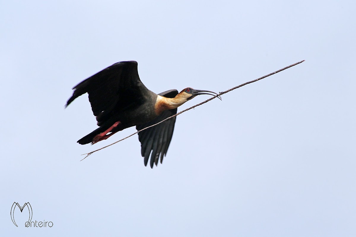 Curicaca (Buff-necked Ibis)