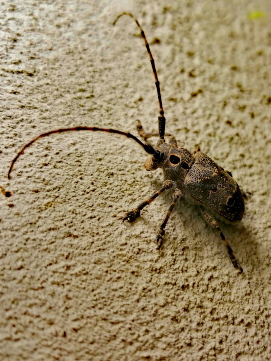 Eye spot longhorn beetle