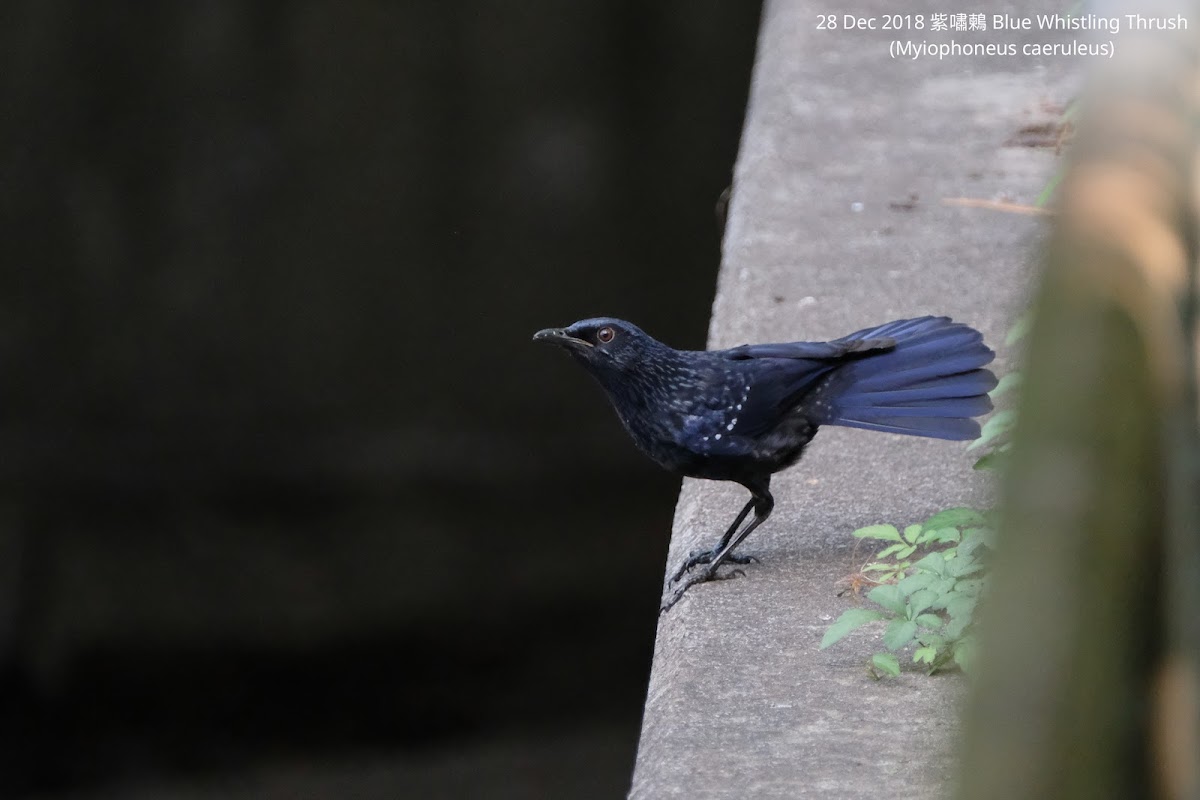 Blue Whistling Thrush 紫嘯鶫