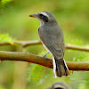 Common woodshrike