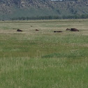 American Bison