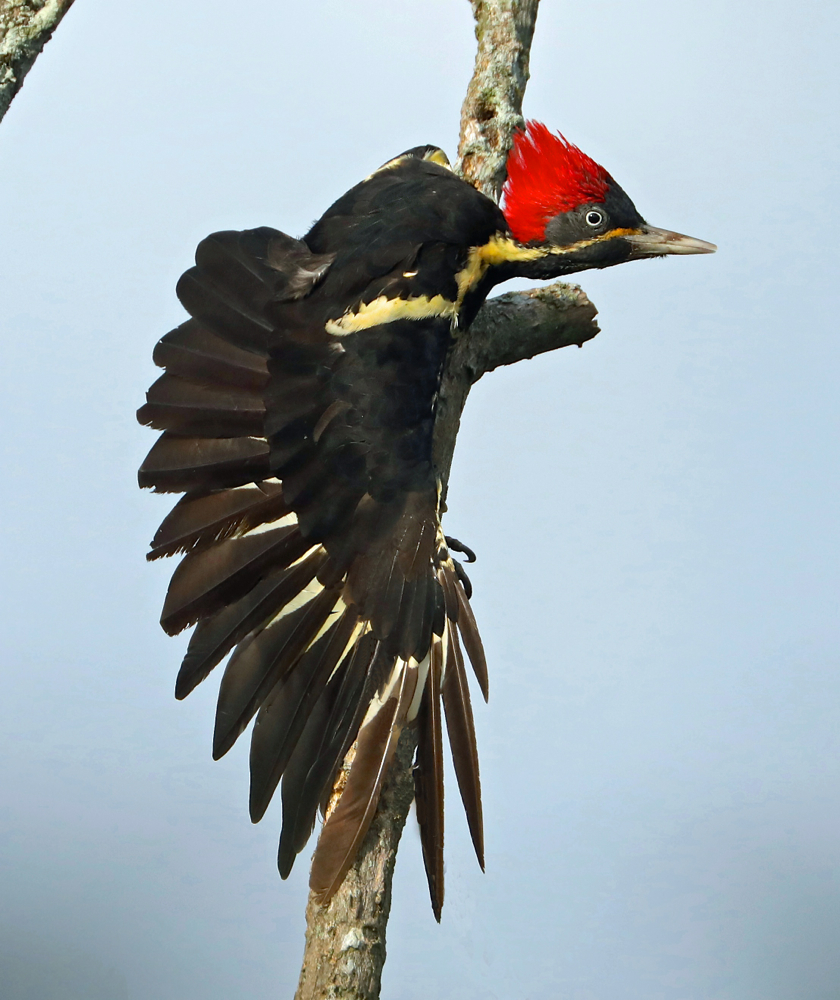 Lineated Woodpecker