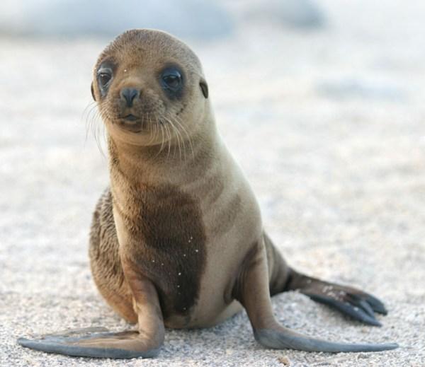 http://www.babyanimalzoo.com/wp-content/uploads/2012/04/steller-sea-lion-pup.jpg