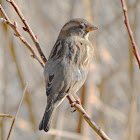 House Sparrow