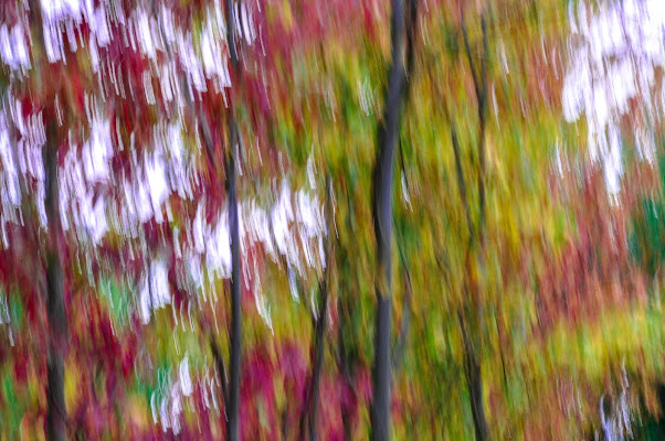 Alberi d' Autunno di Paolo Scabbia