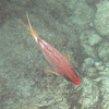 Squirrelfish