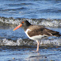 American Oyster-catcher