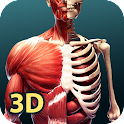 Icon Human Anatomy 3D