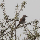 Spectacled Warbler; Curruca Tomillera