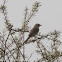 Spectacled Warbler; Curruca Tomillera