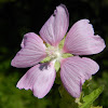 Greater musk-mallow (Αλθαία)