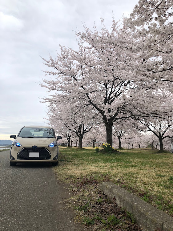 シエンタの満開の桜・桜とコラボ・#スパシャンに関するカスタム事例の投稿画像4枚目