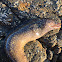 Yellow edged moray eel