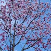 Il fascino dei primi fiori... di 