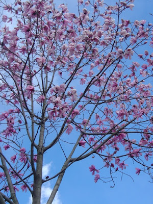 Il fascino dei primi fiori... di unicorno75