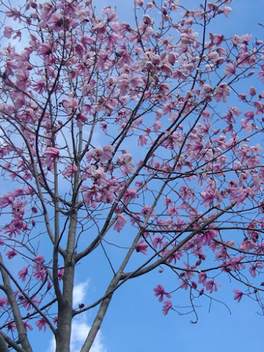 Il fascino dei primi fiori... di unicorno75