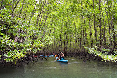 Enter the mangrove forest with its submerged roots