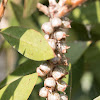 Crimson Bottlebrush seed pods