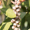 Crimson Bottlebrush seed pods