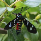 Black and white wing moth