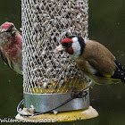 Lesser Redpoll