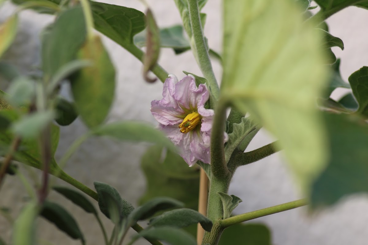 Egg Plant Flower