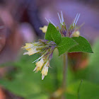 Tuberous Comfrey