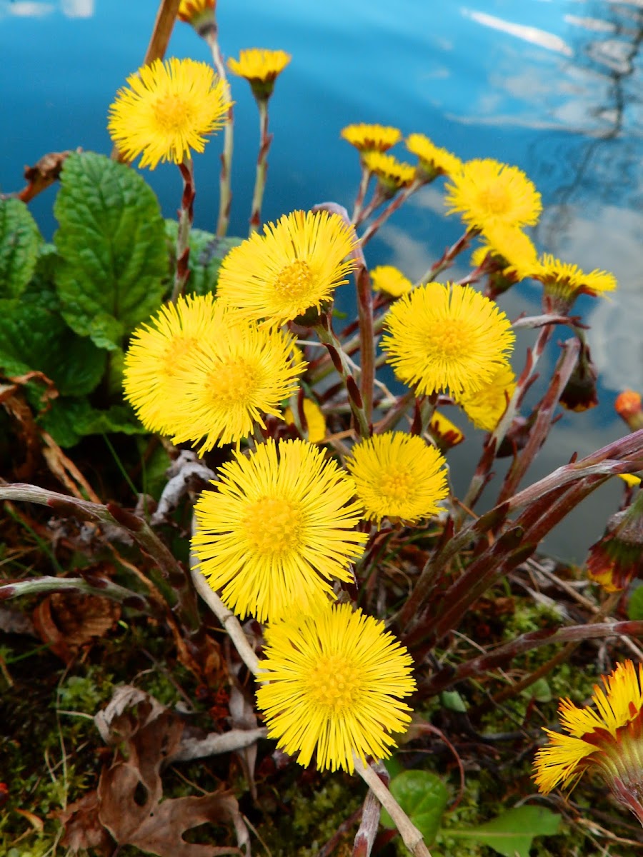 Coltsfoot