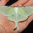 Luna Moth