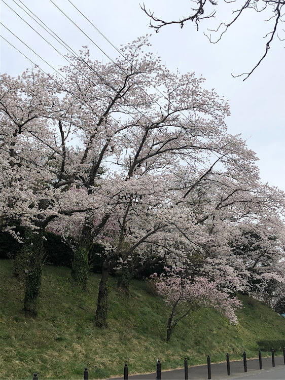 の投稿画像2枚目